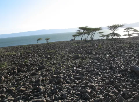 Rocky landscape with sparse trees in the distance