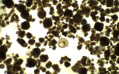 Paleoceanography microscopic view